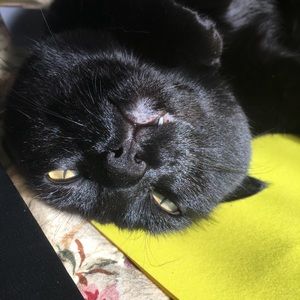 Meet your Posher, Chloe